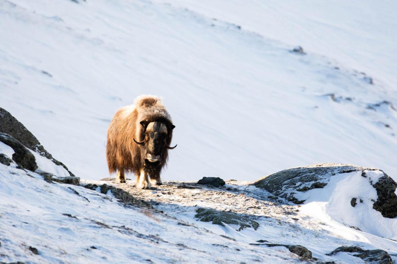 Rondane River Lodge - Rondane Gjestegard Enden Dış mekan fotoğraf