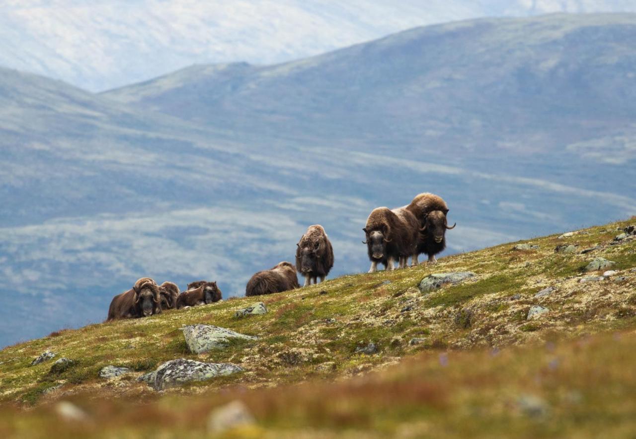 Rondane River Lodge - Rondane Gjestegard Enden Dış mekan fotoğraf
