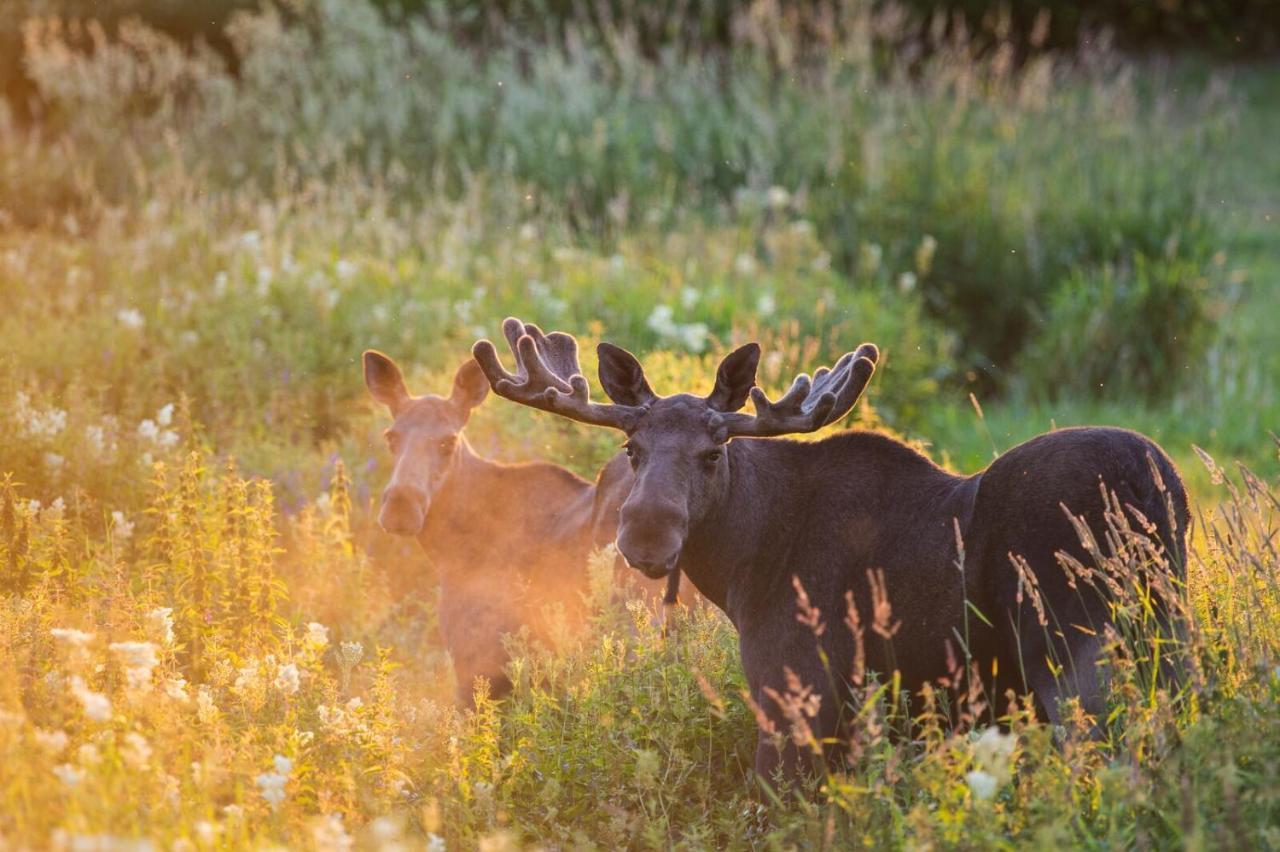 Rondane River Lodge - Rondane Gjestegard Enden Dış mekan fotoğraf